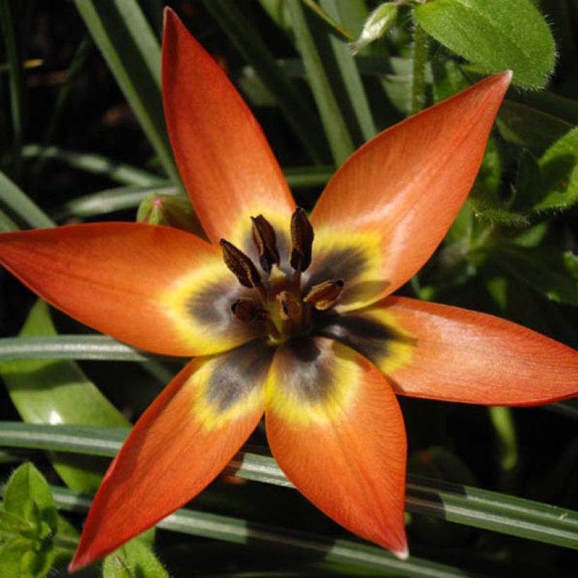 Tulipe botanique Little Princess (Flowering)
