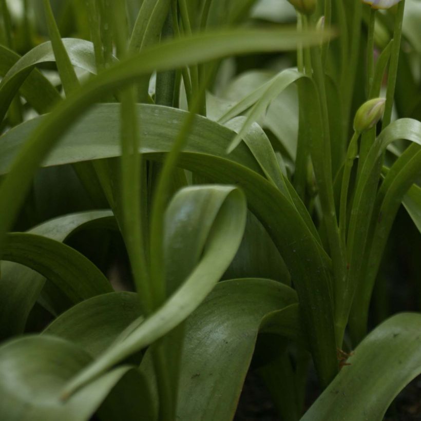 Tulipe de Crète - Tulipa saxatilis (Foliage)