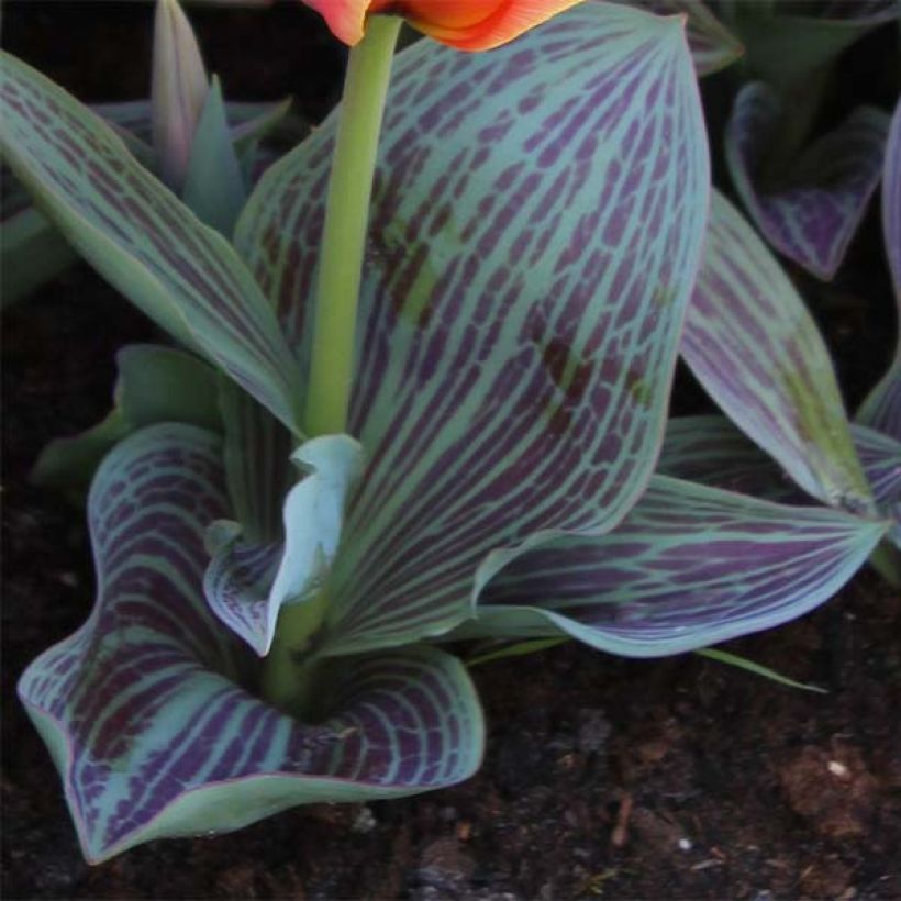 Tulipe botanique greigii Corsage (Foliage)