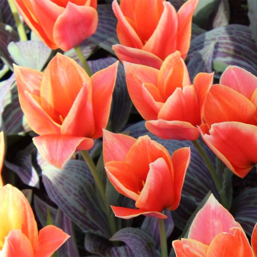 Tulipe botanique greigii Corsage (Flowering)