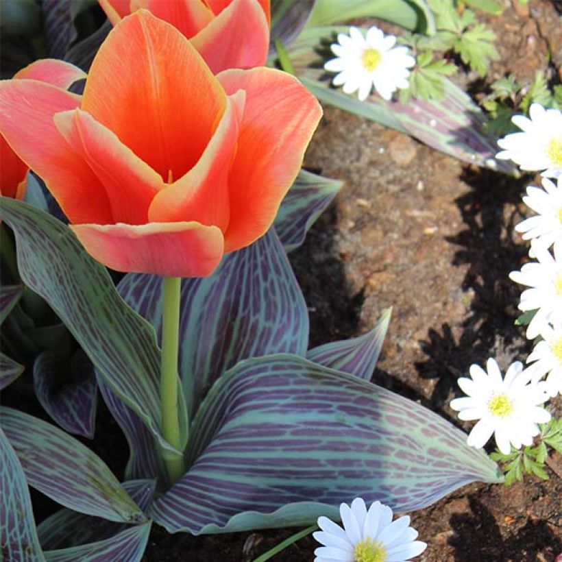 Tulipe botanique greigii Corsage (Plant habit)
