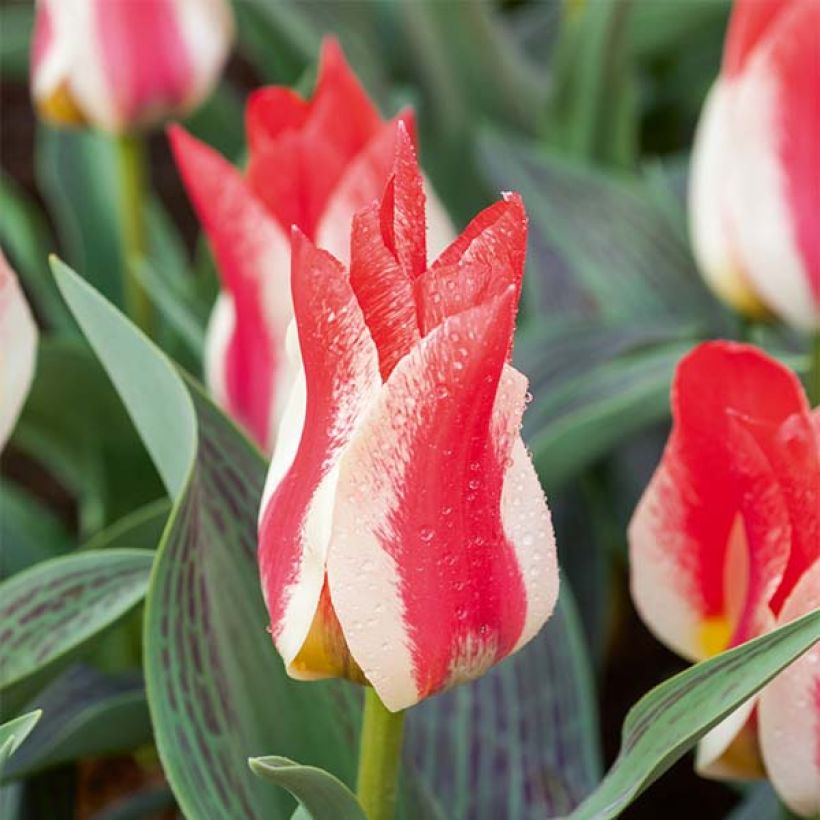 Tulipe botanique greigii Plaisir  (Flowering)