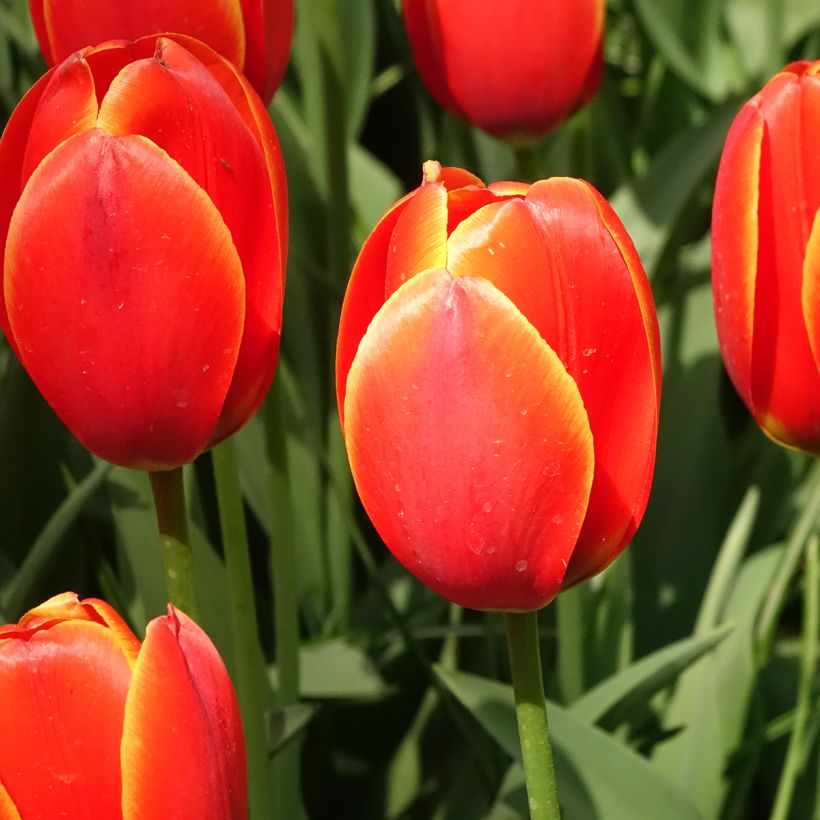 Tulipe Darwin World's Favourite (Flowering)