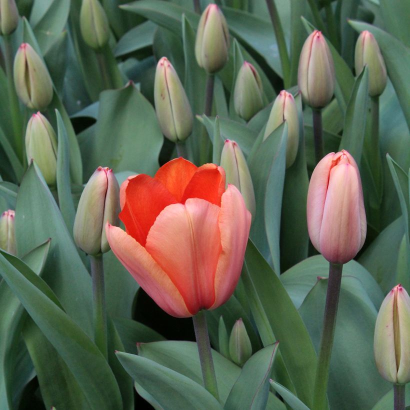 Tulipe Darwin Apricot Impression (Flowering)