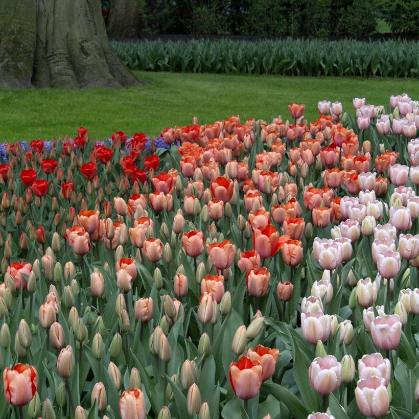 Tulipe Darwin Apricot Impression (Plant habit)
