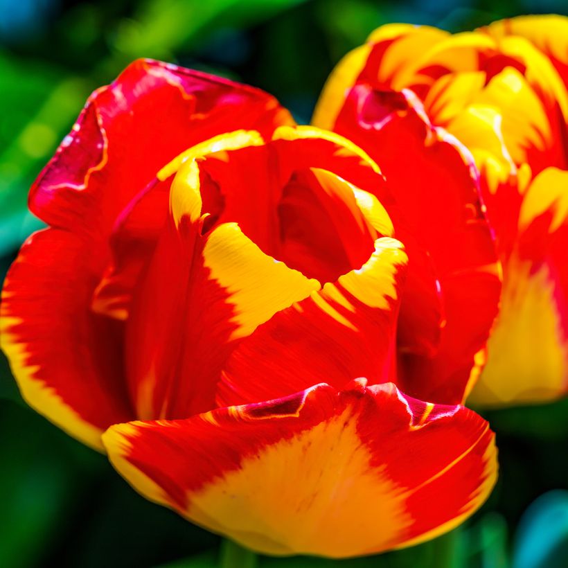 Tulipe Darwin Banja Luka (Flowering)