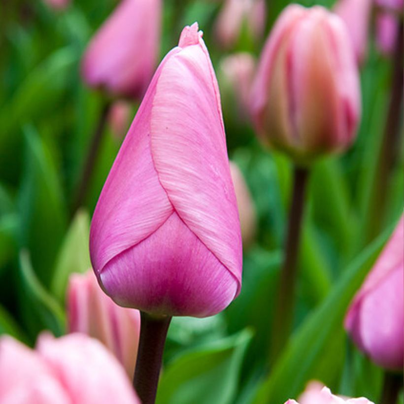 Tulipe Darwin Big Love (Flowering)