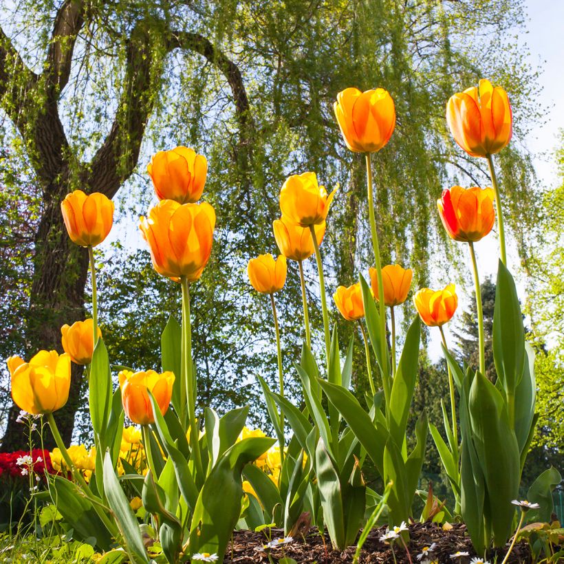 Tulipe Darwin Blushing Apeldoorn (Plant habit)