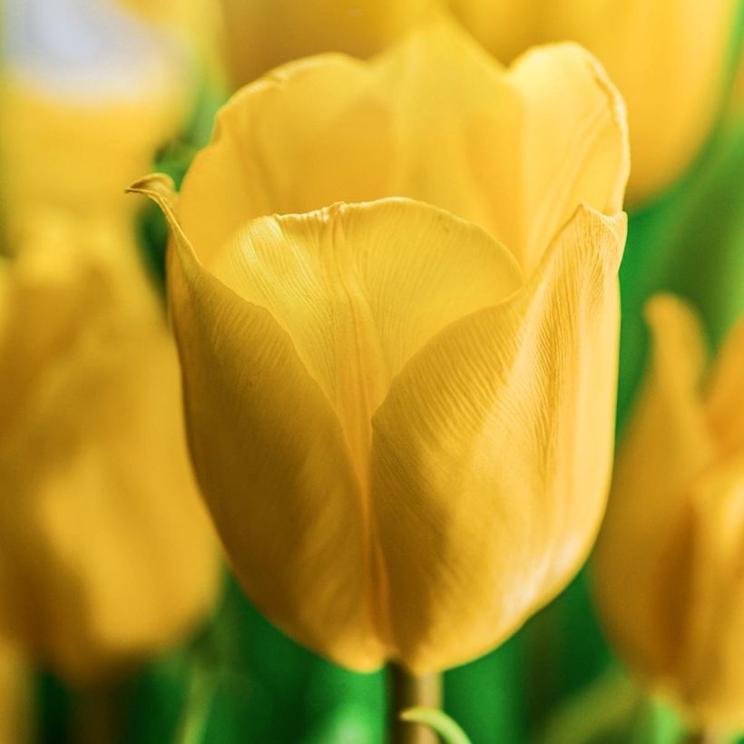 Tulipe Darwin Golden Apeldoorn (Flowering)