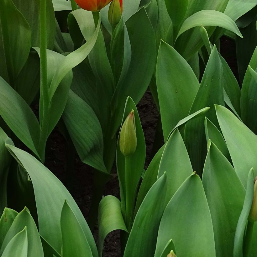 Tulipe Darwin Orange Balloon (Foliage)