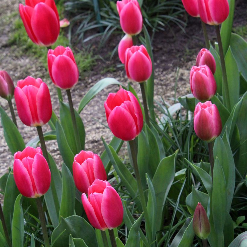 Tulipe Darwin Rosy Delight (Plant habit)