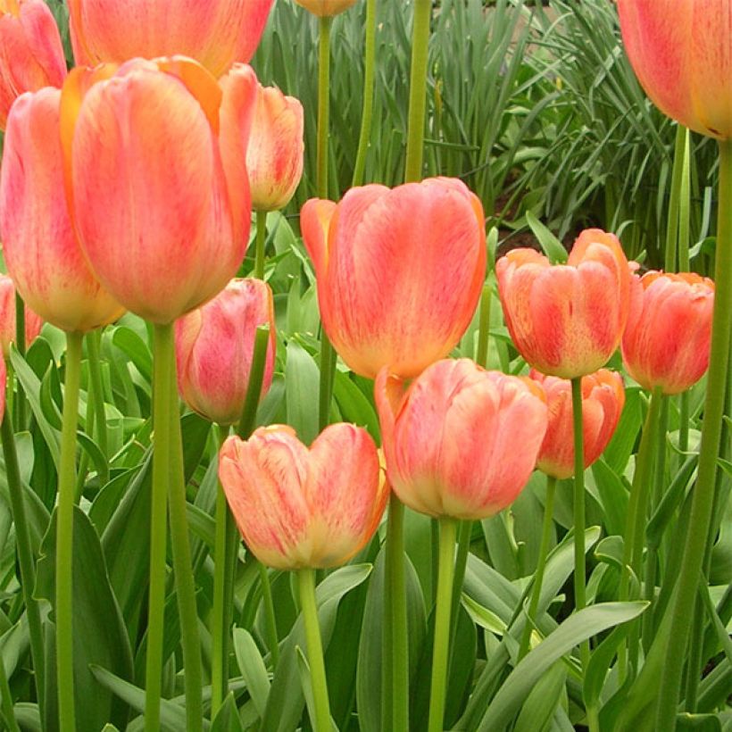 Tulipe Darwin Tequila Sunrise (Flowering)