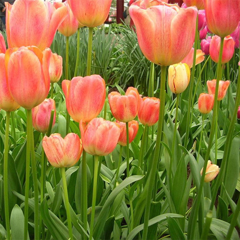 Tulipe Darwin Tequila Sunrise (Plant habit)