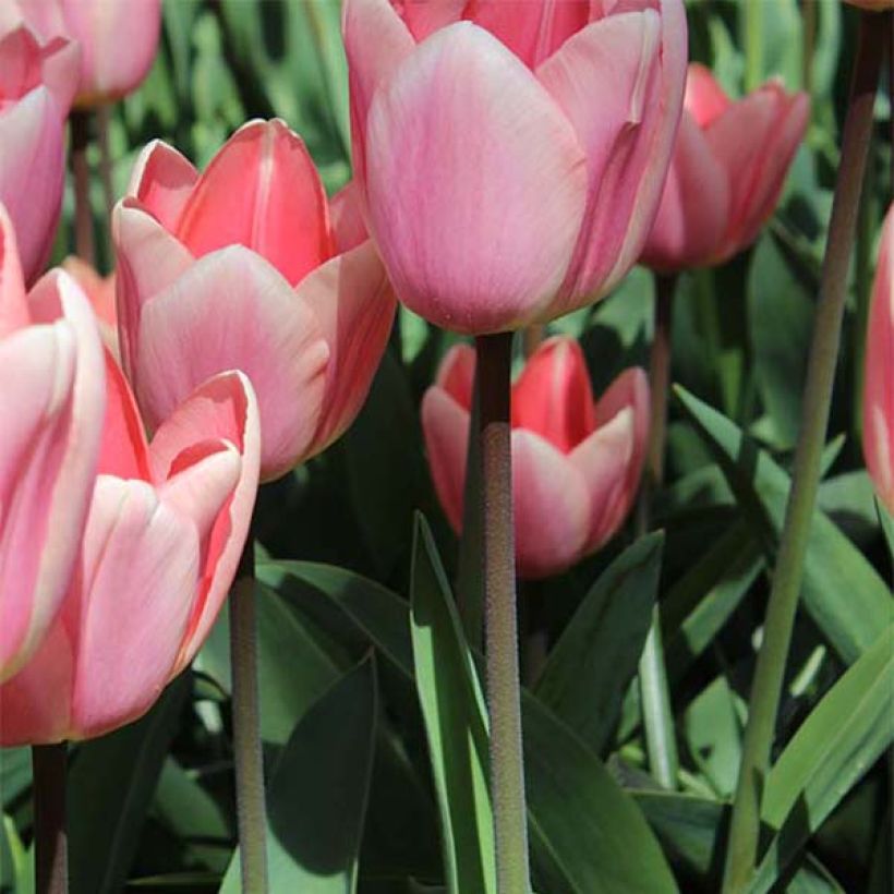 Tulipe Darwin Apricot Delight (Plant habit)