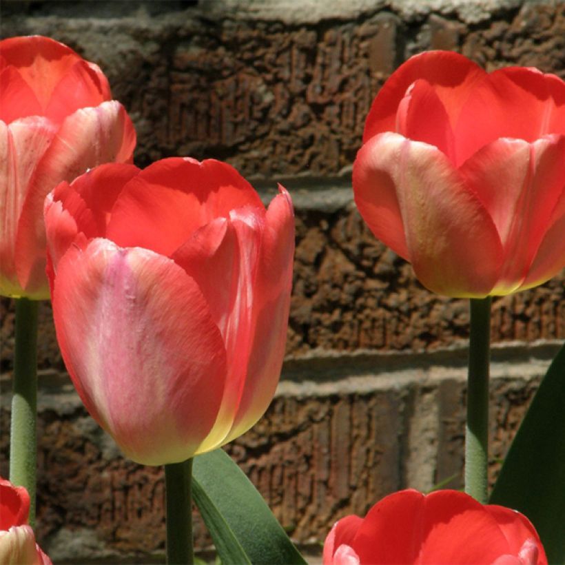 Tulipe Darwin Big Chief (Flowering)