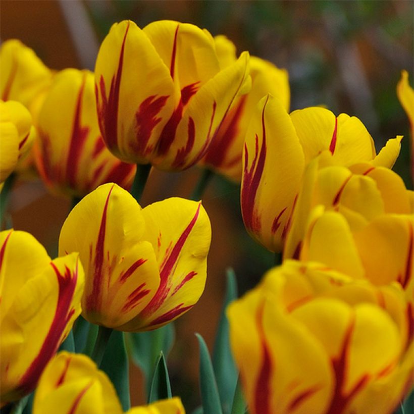 Tulipe Darwin Juliette (Flowering)