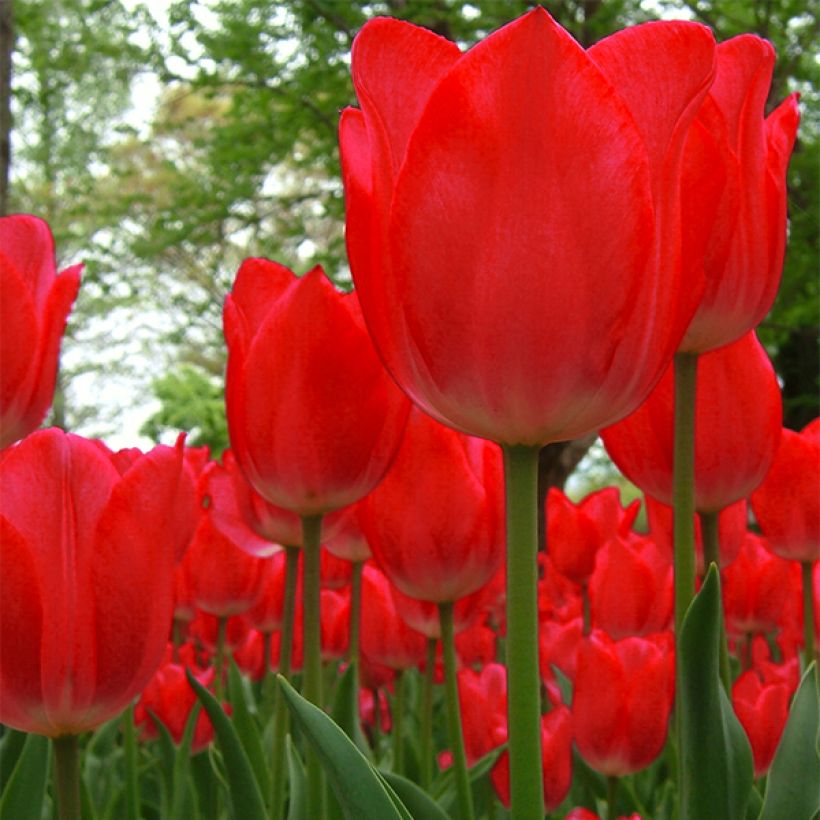 Tulipe Darwin Red Impression (Flowering)