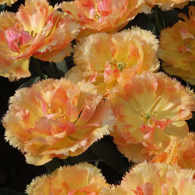 Tulipe dentelée double Vaya Con Dios (Flowering)