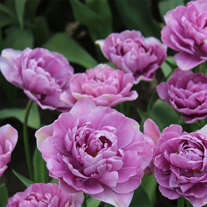 Tulipe double tardive Lilac Perfection (Flowering)