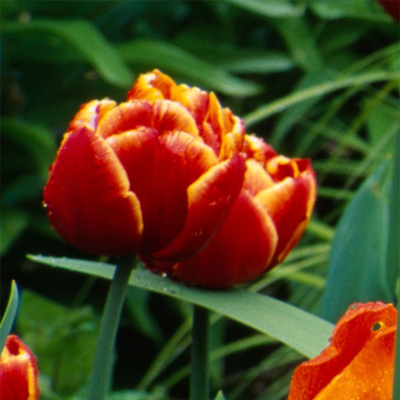 Tulipe double tardive Allegretto (Flowering)