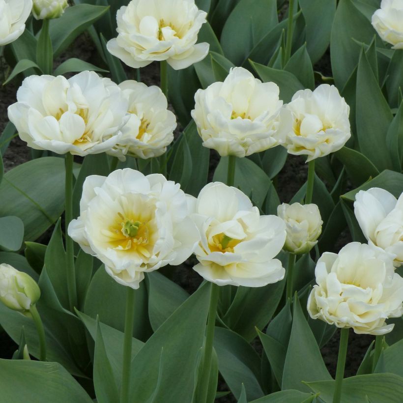 Tulipe double tardive Cool  (Plant habit)
