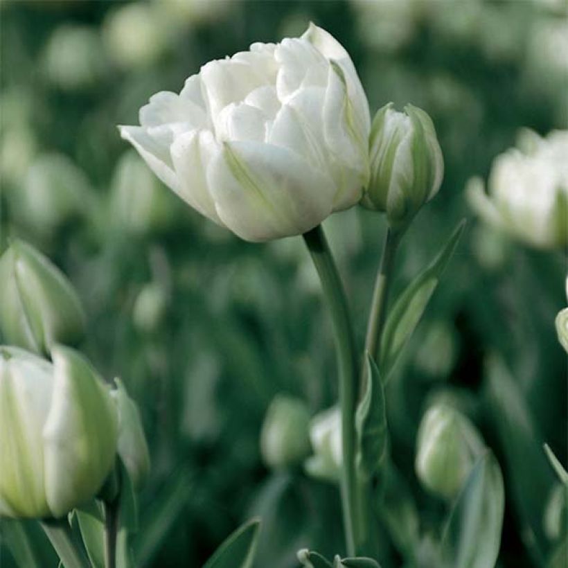 Tulipe double tardive Mount Tacoma (Flowering)