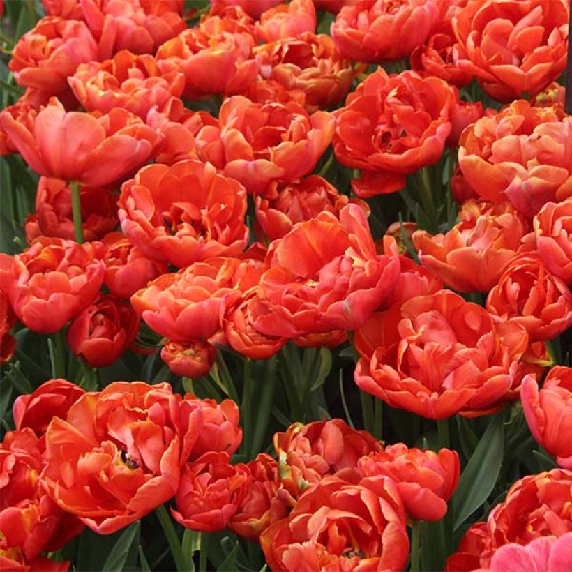 Tulipe double tardive Statement (Plant habit)