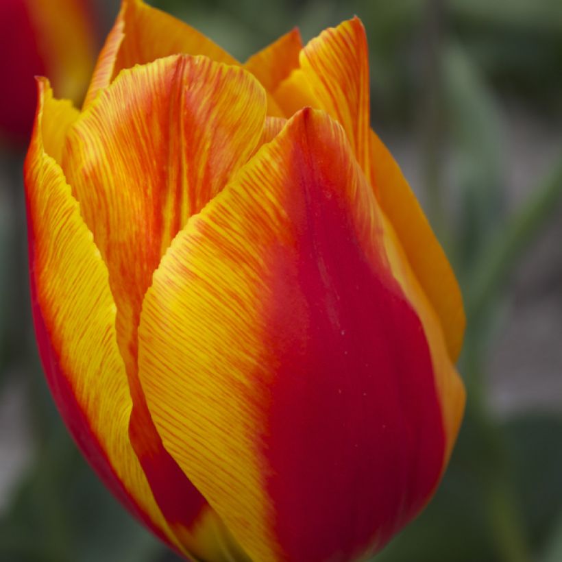 Tulipe simple hâtive Flair (Flowering)