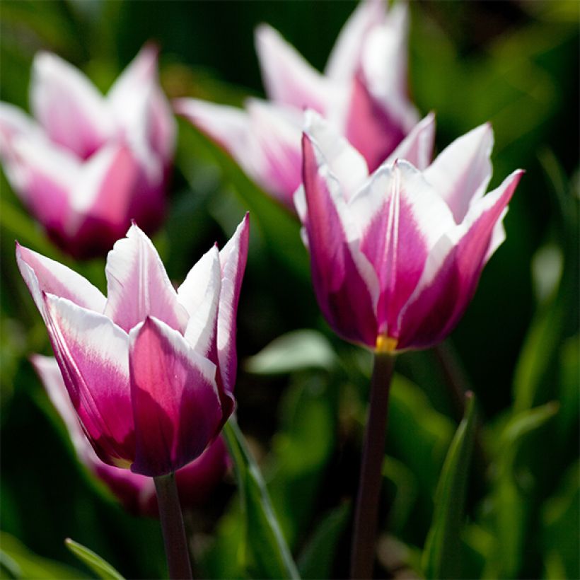 Tulipe Fleur de Lis Claudia (Flowering)