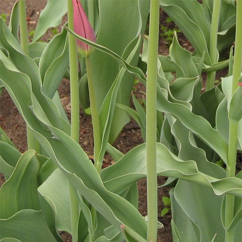 Tulipe Fleur de Lis Synaeda King (Foliage)