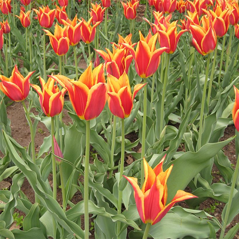 Tulipe Fleur de Lis Synaeda King (Flowering)