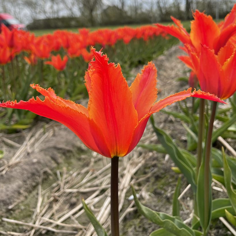 Tulipe Fleur de Lis Alexandrine (Flowering)