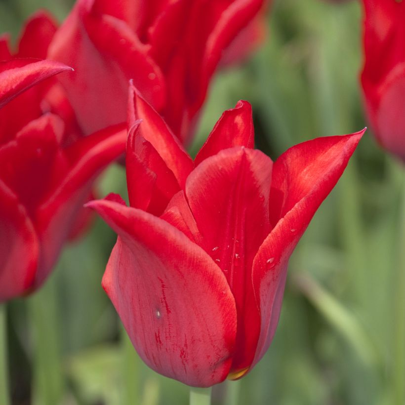 Tulipe Fleur de Lis Moneymaker (Flowering)