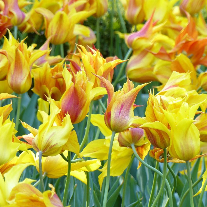 Tulipe Fleur de lys Vendée Globe (Flowering)