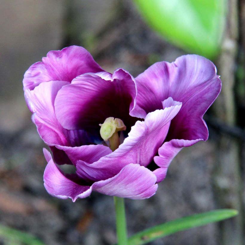 Tulipe Perroquet Blue Parrot (Flowering)