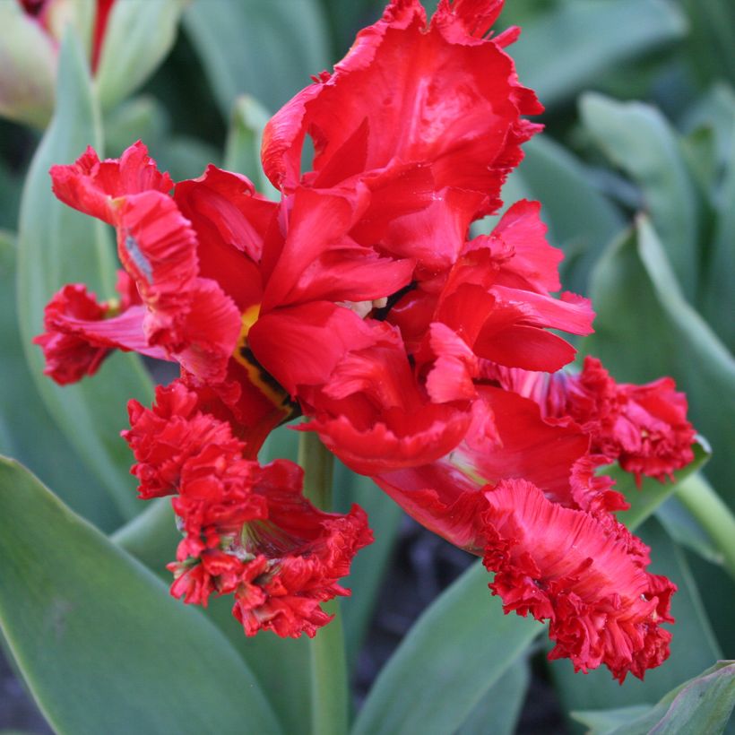 Tulipe Perroquet Exotic Parrot (Flowering)