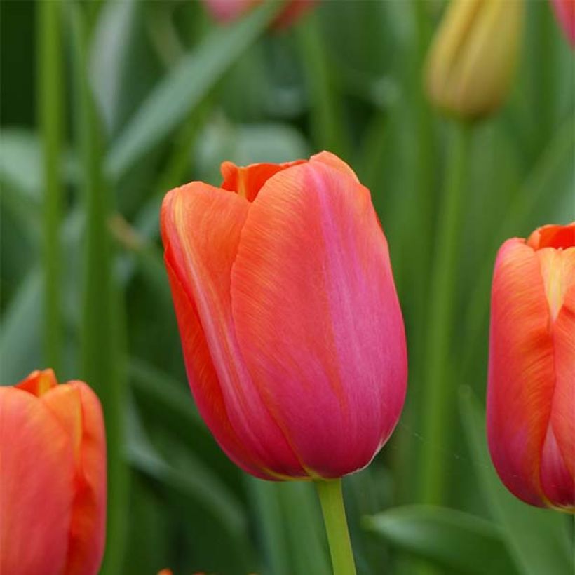 Tulipe simple tardive Avignon (Flowering)