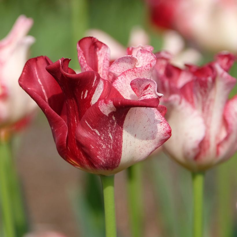 Tulipe Striped Crown (Flowering)