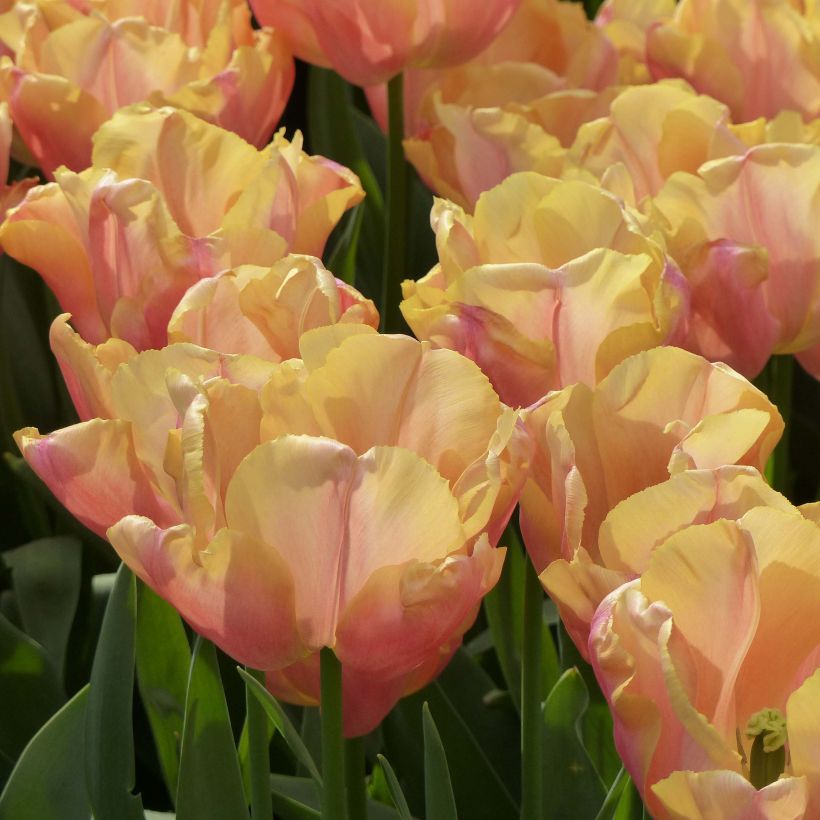 Tulipe Triomphe Astronaut Andre Kuipers (Flowering)