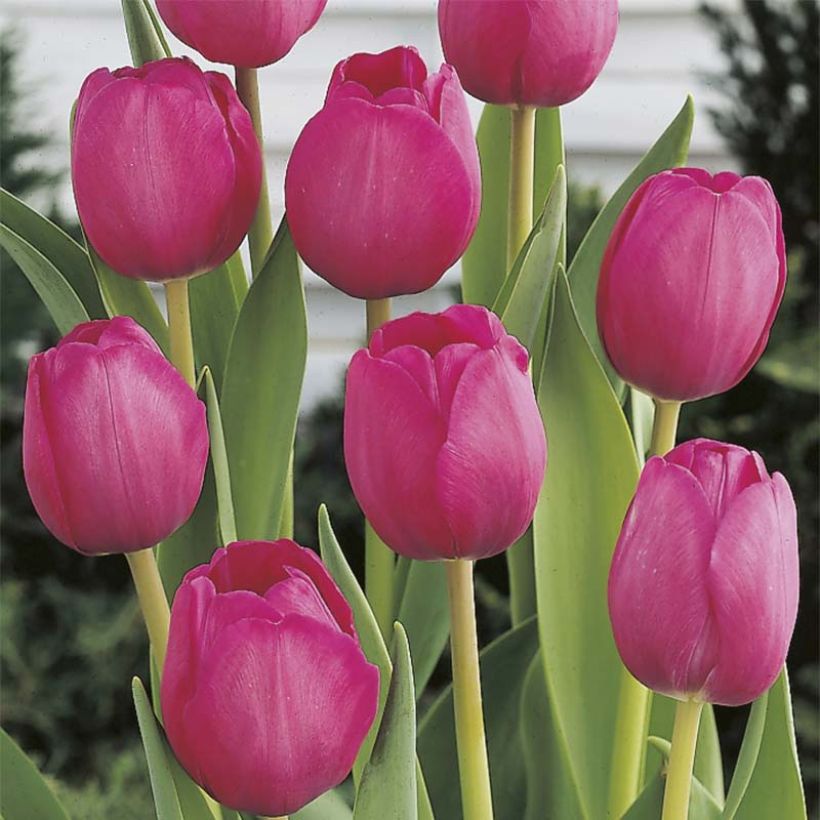 Tulipe Triomphe Attila (Flowering)