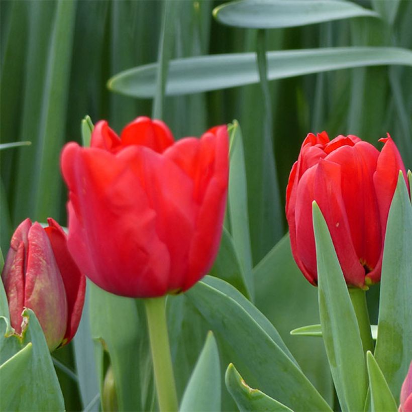 Tulipe Triomphe Ben van Zanten (Flowering)