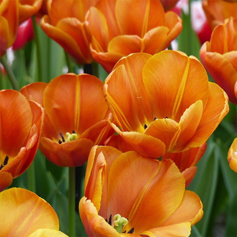 Tulipe Triomphe Brown Sugar (Flowering)