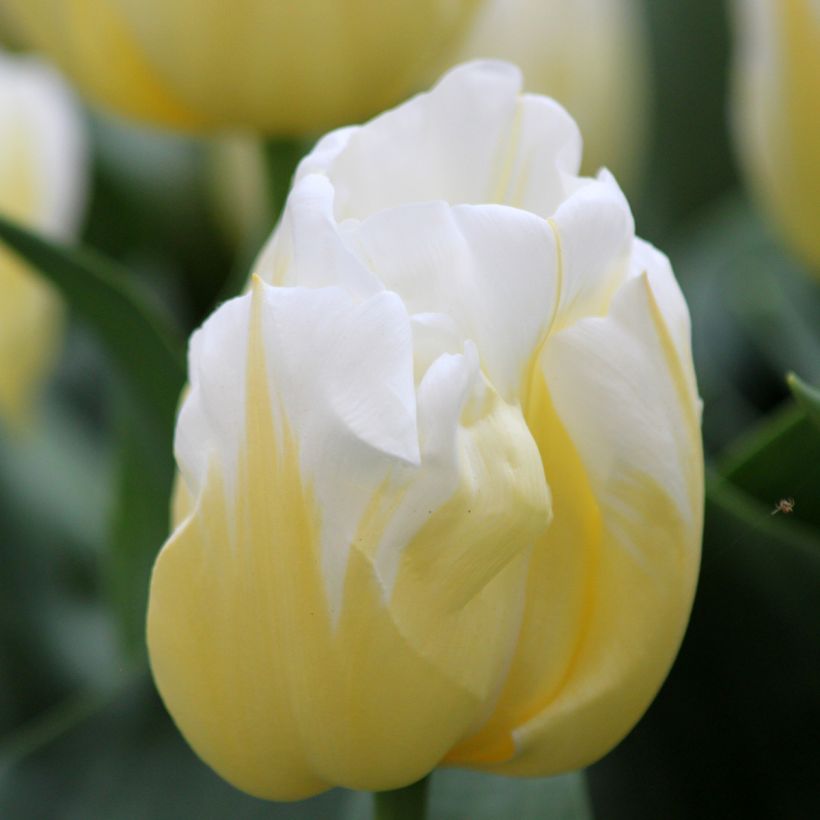 Tulipe Triomphe Calgary Flames (Flowering)