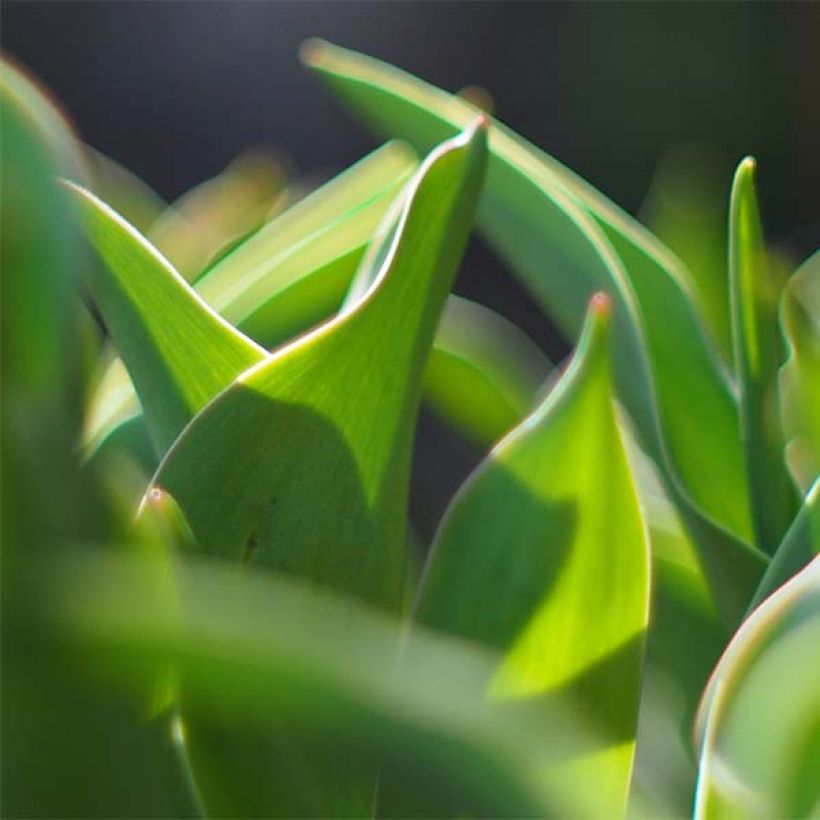 Tulipe Triomphe Continental (Foliage)