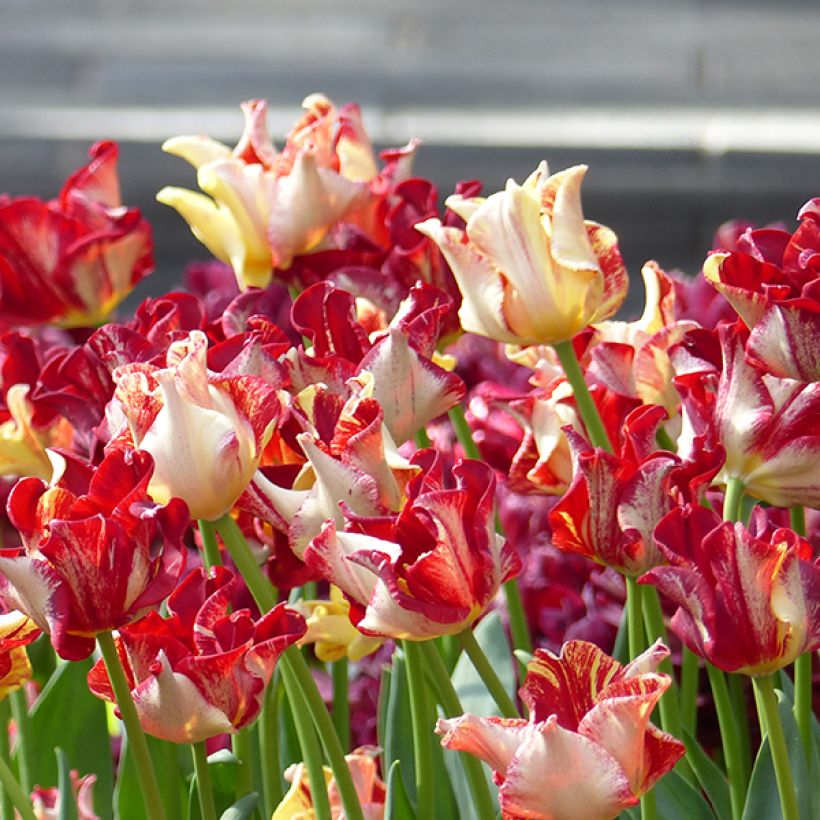 Tulipe Triomphe Flaming Crown (Flowering)