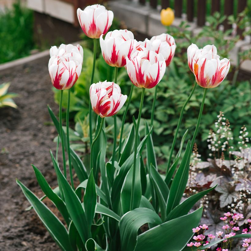Tulipe Triomphe Happy Generation (Plant habit)