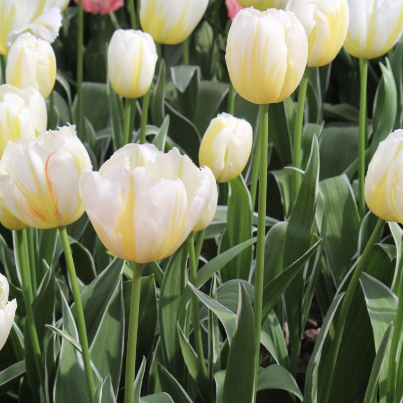 Tulipe Triomphe Happy People (Plant habit)
