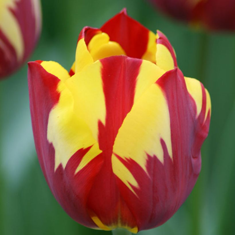 Tulipe Triomphe Helmar (Flowering)