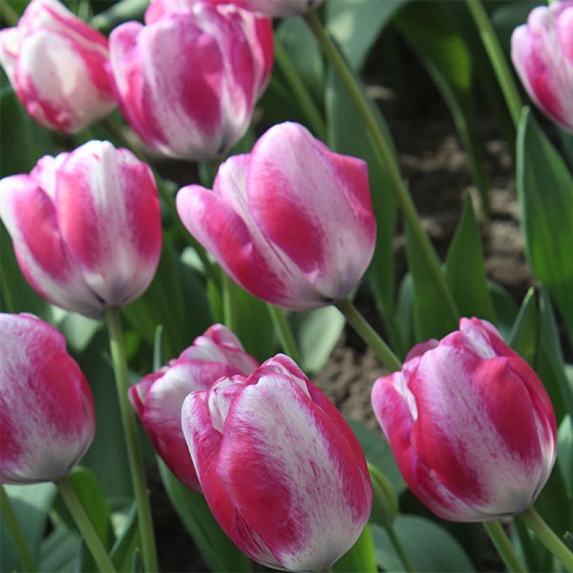 Tulipe Triomphe Hot Pants (Flowering)