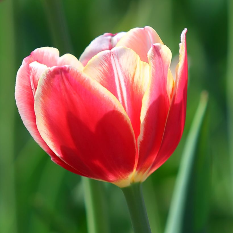 Tulipe Triomphe Leen van der Mark (Flowering)